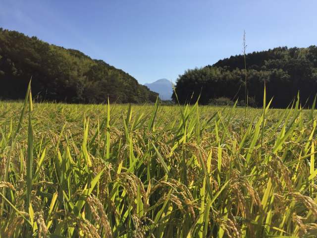 我が家の田んぼ
