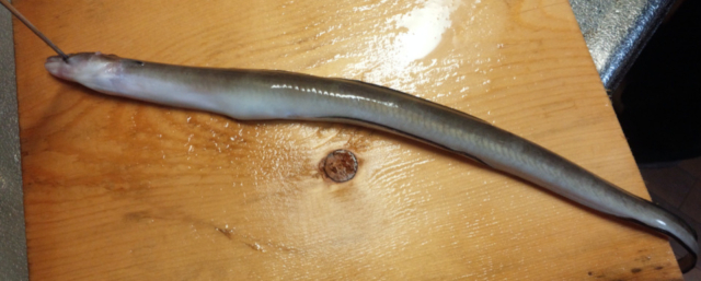 沖縄で釣れる魚 Developersio